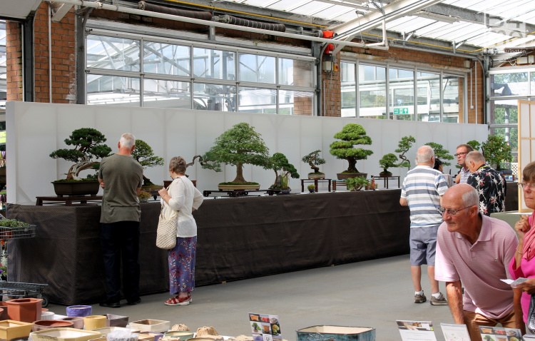 wirral bonsai show